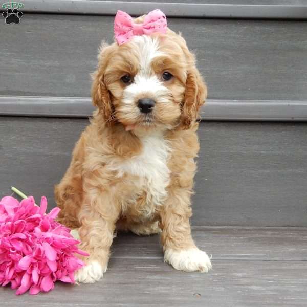 Blossom, Cockapoo Puppy